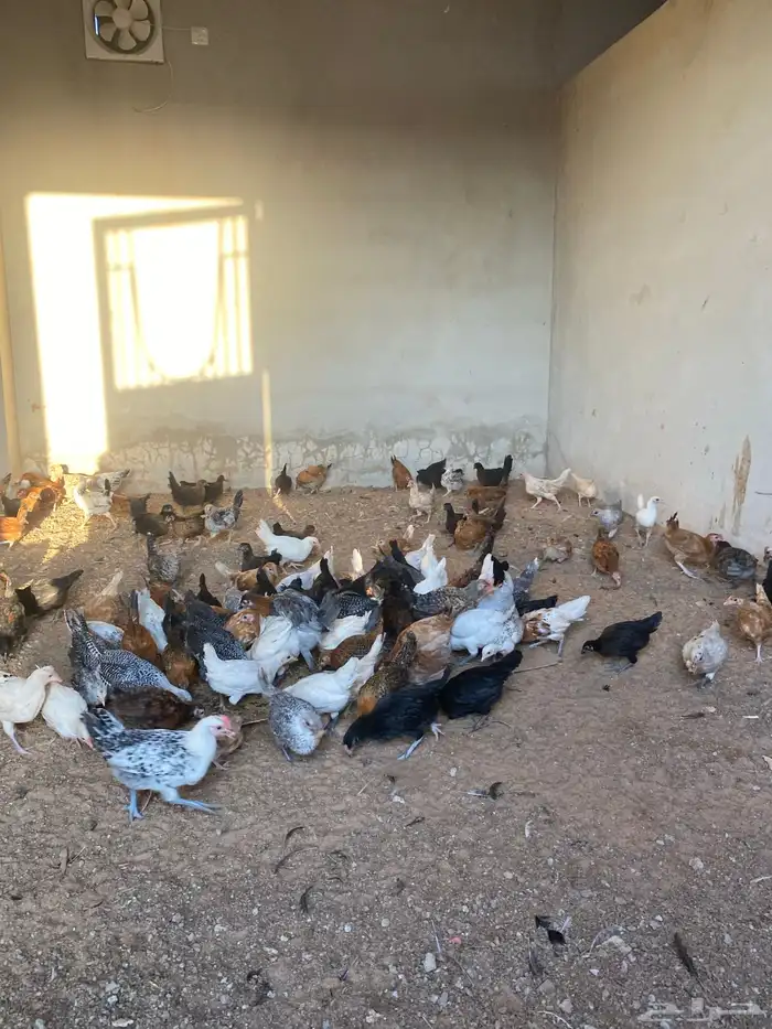 صوص بلدي العمر شهرين معها كم حبه تركي 0