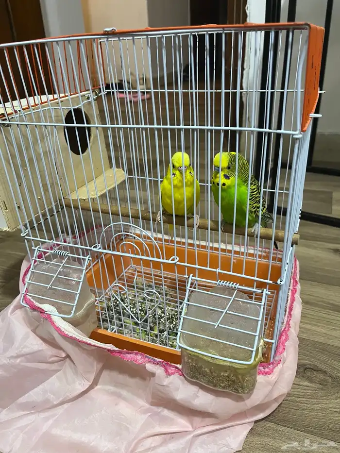 طيور حب بادجي 3