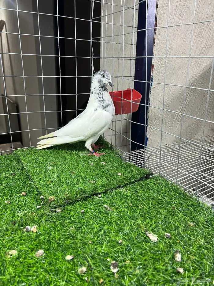 حمام باكستاني بتيرا وكمنقر 0