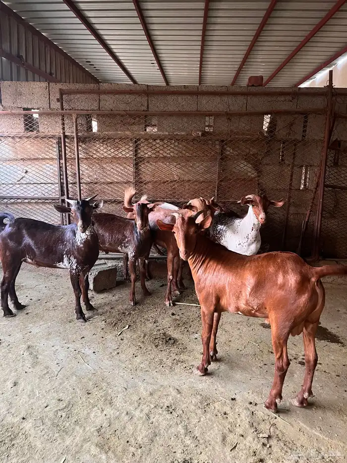 تيوس بلدي صافي 0