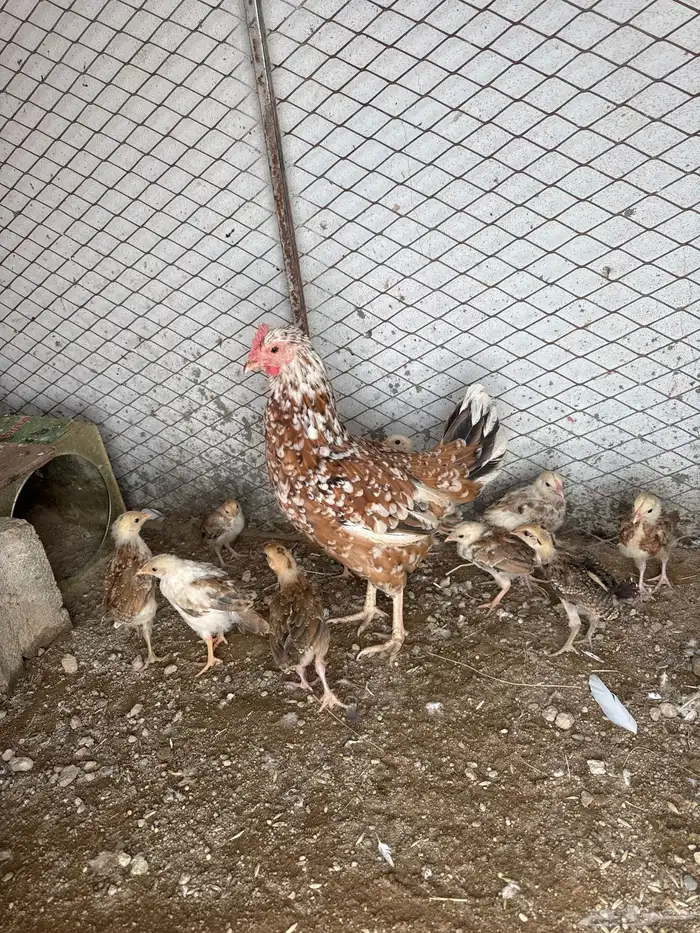 دجاجه عليه 11فرخ 1