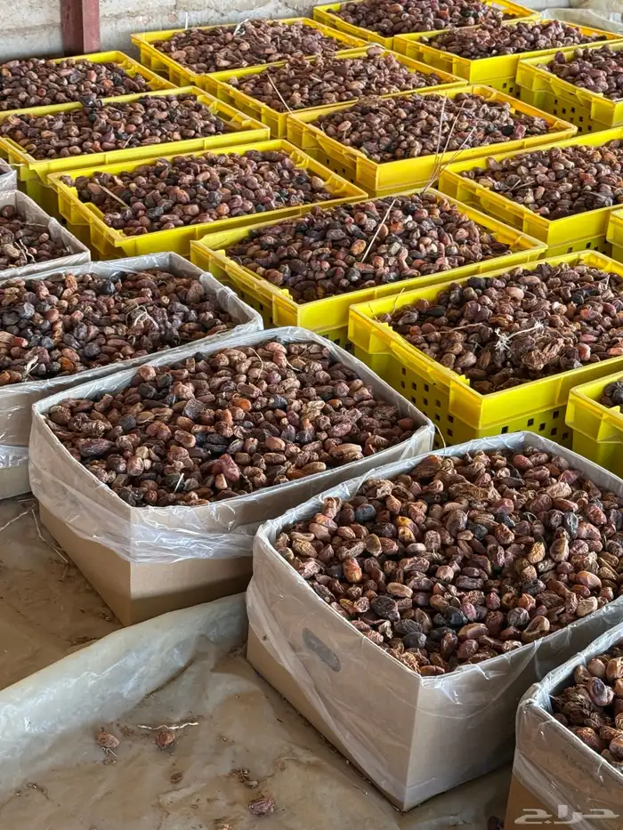 تمر ناشف علف مواشي 2