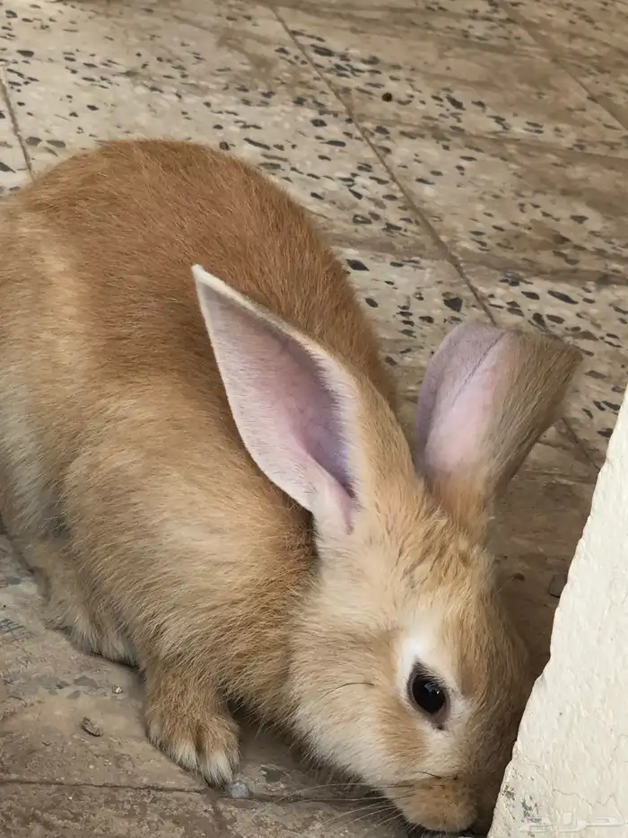 ارنب للبيع سليم من الامراض 1