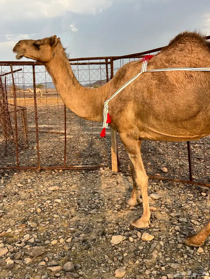 خلفه حمرا ساحليه منيحه ب 11500 تم البيع 2