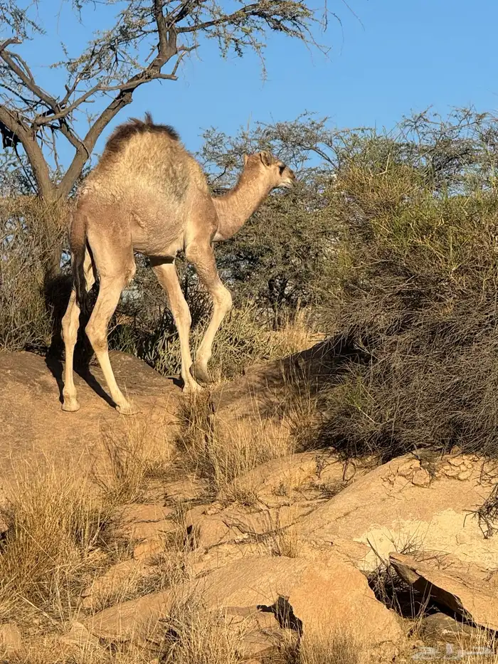 حاشى للبيع 0