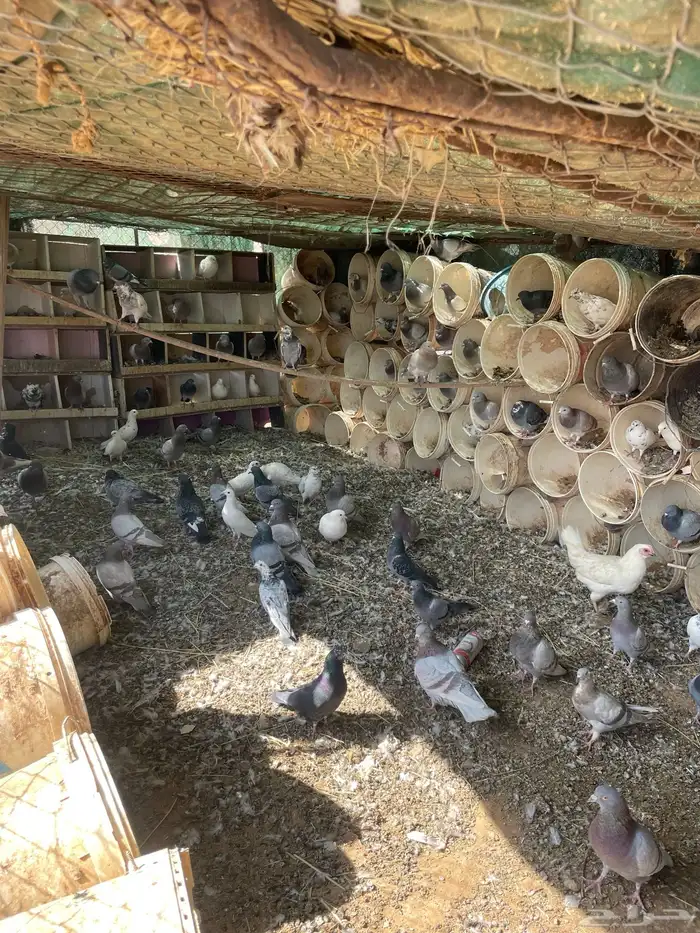 حمام للبيع 1