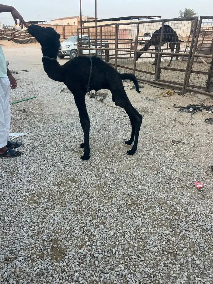 حوار شرط طيب حليب 2