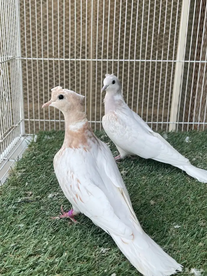 جوزياكريم اقرزل 0