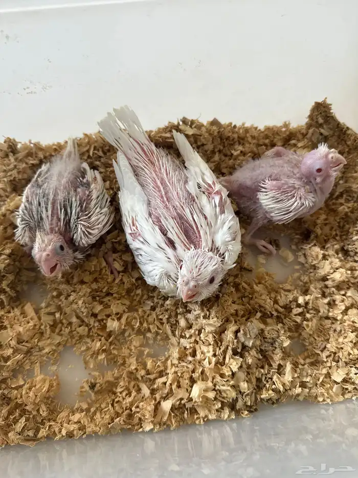 فروخ كروان 0