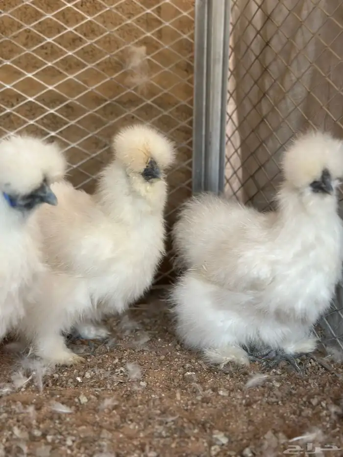 للبيع دجاج قطني امريكي بادي يبيض 4