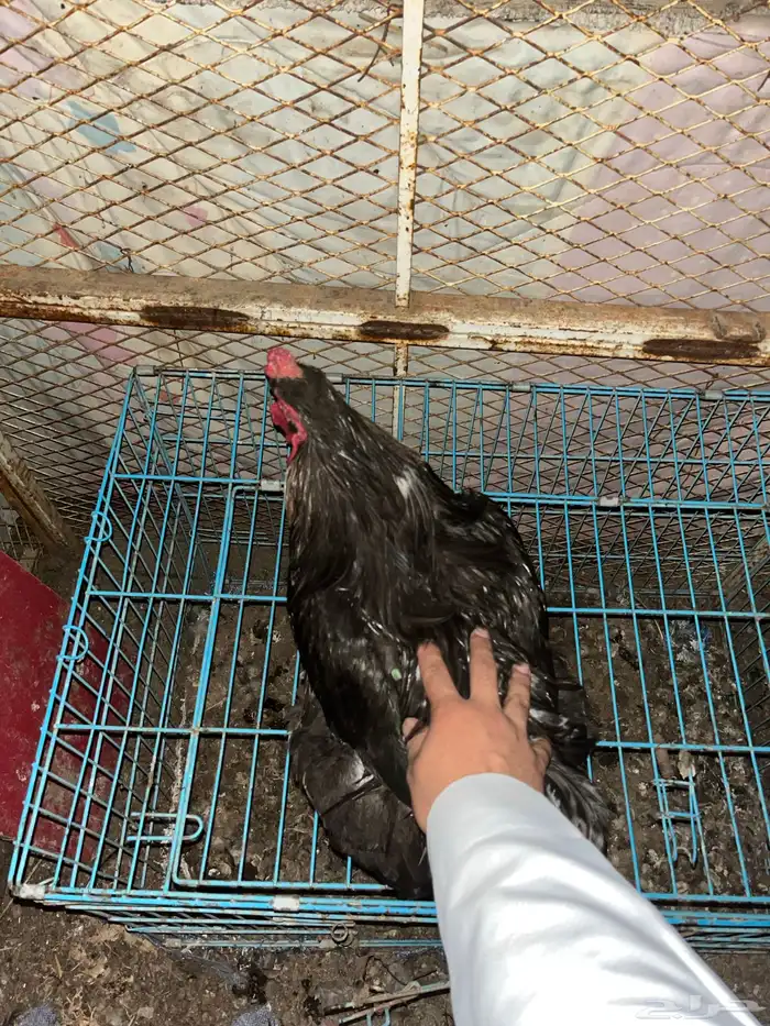 للبيع ديك براهما 3