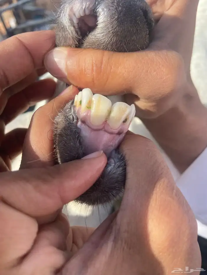 ثنايا متابيع 5