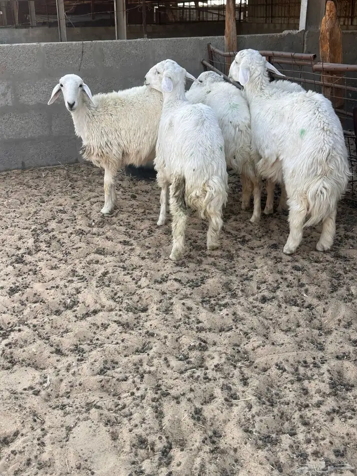 هرافى خرفان حري 5