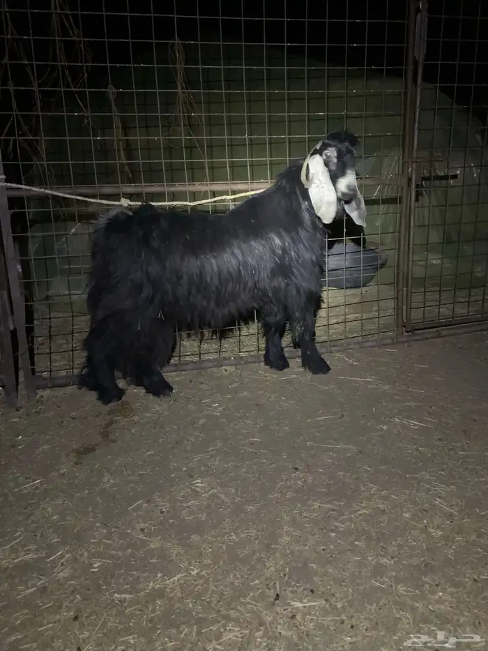 تيس عارضي رباع 1