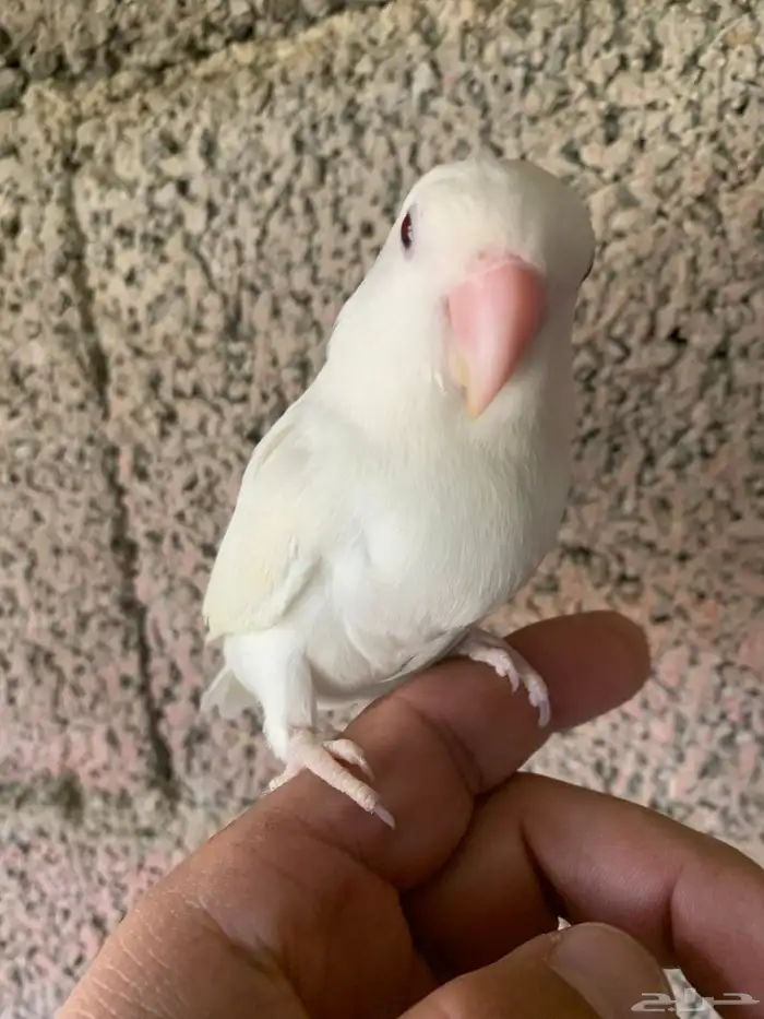 روز البينو اليف 2