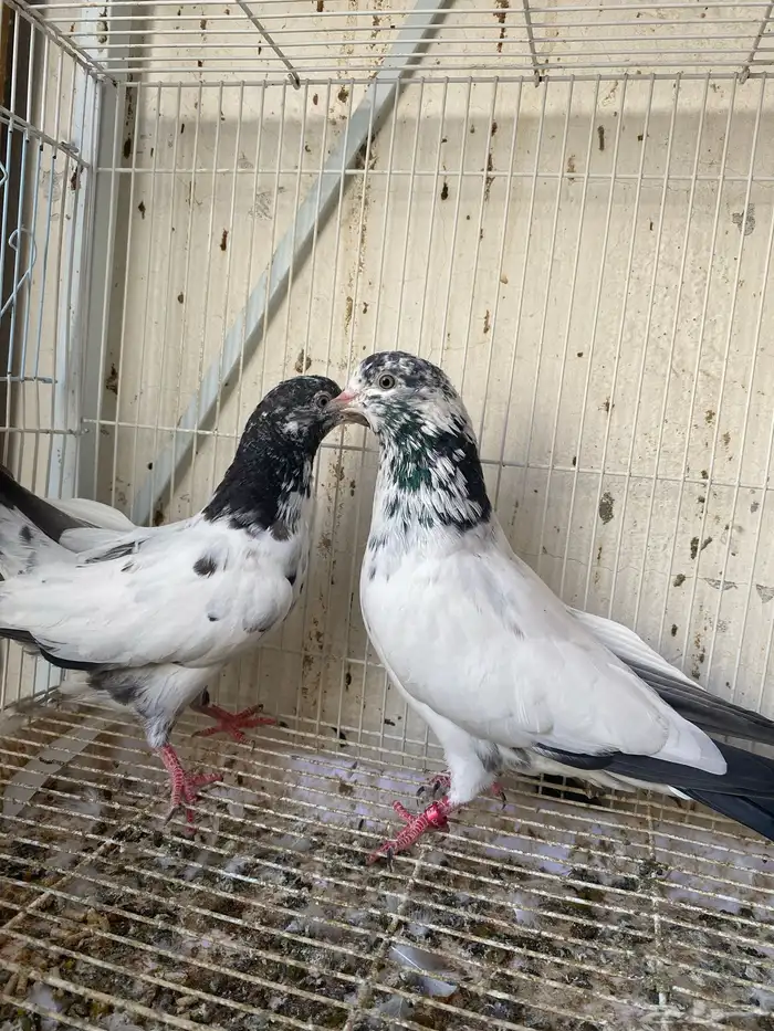 طبه جوانسر أساس شرط مطيار 1