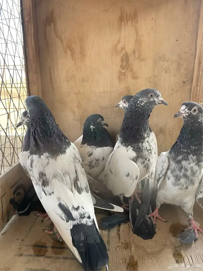 البيع حمام باكستاني تيدي ستة حبات فرايد 1