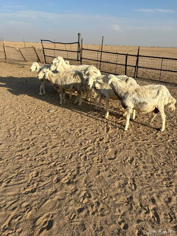 غنم للبيع 4