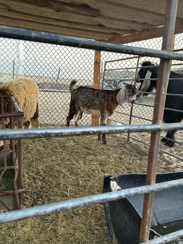 تيس وثلاث جفار العمر من خمسه شهور الى سته شهور 3