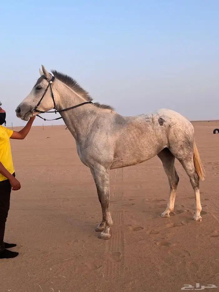 للبيع فرس مهجنه 4