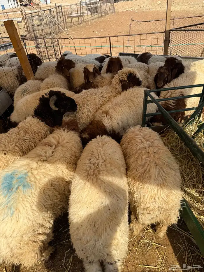 نعيم جبر بلدي للمناسبات تقييم 110 ومتوفر تمارا 3