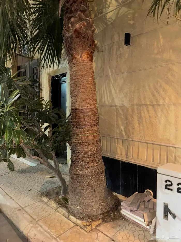 نخل واشنطني نخلات 6 5