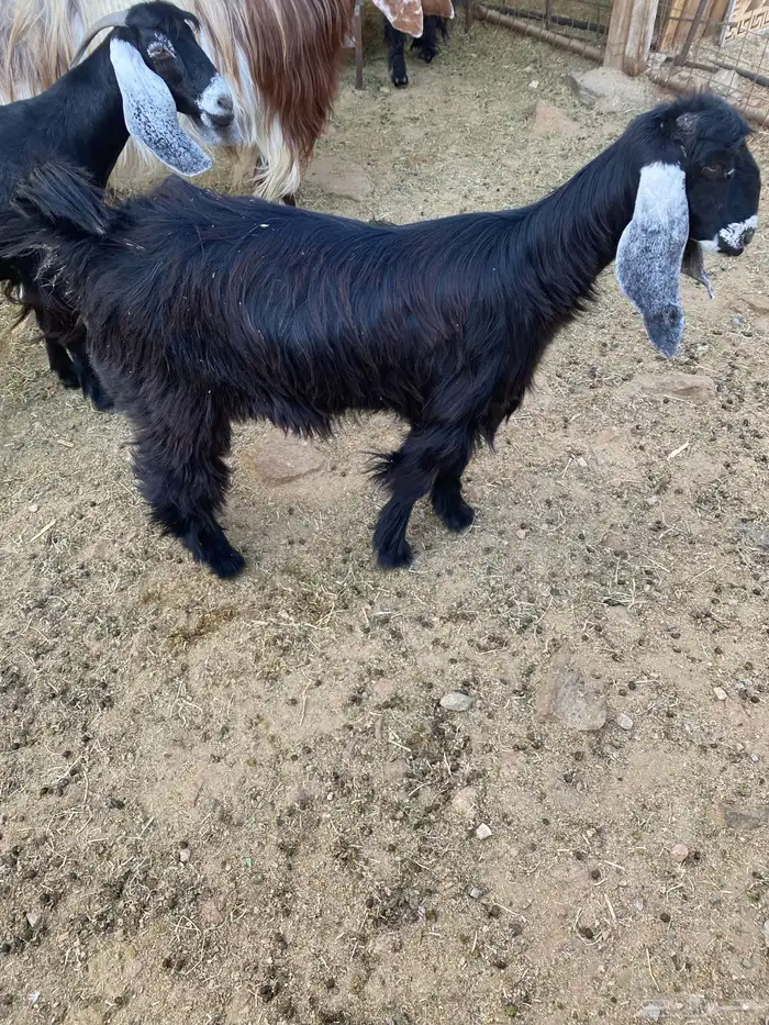 للبيع جفرة عارضيه 0