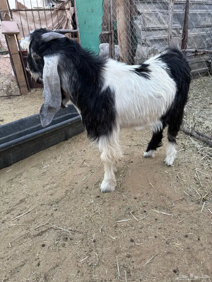 تيس مشروع فحل طيب 1