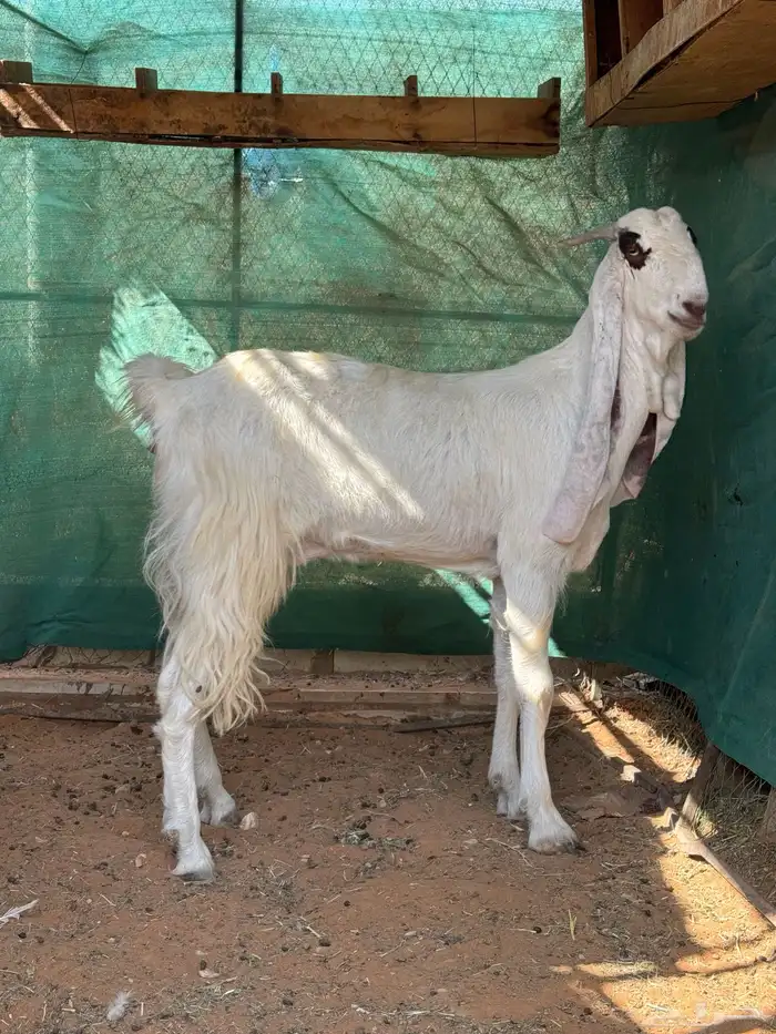 عنز مشروكة 1