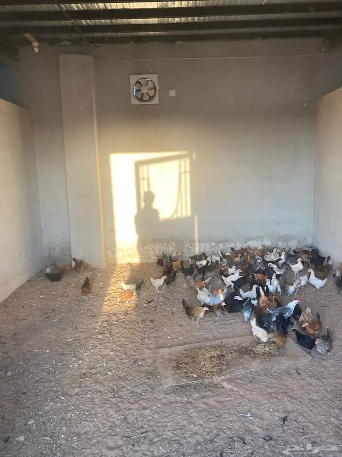 صوص بلدي العمر شهرين معها كم حبه تركي 14