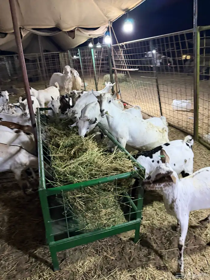 تيوس مرابي. 6