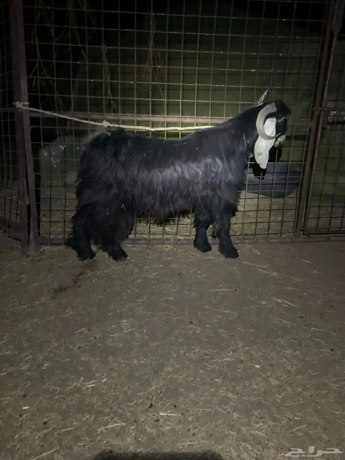 تيس عارضي رباع 3