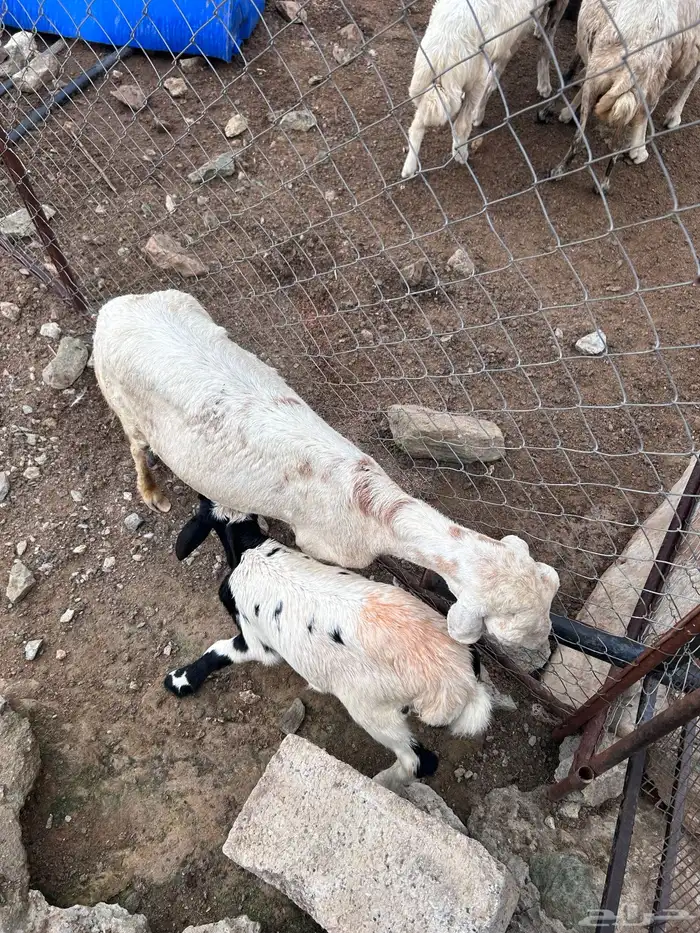 نعجة منتوجه 0