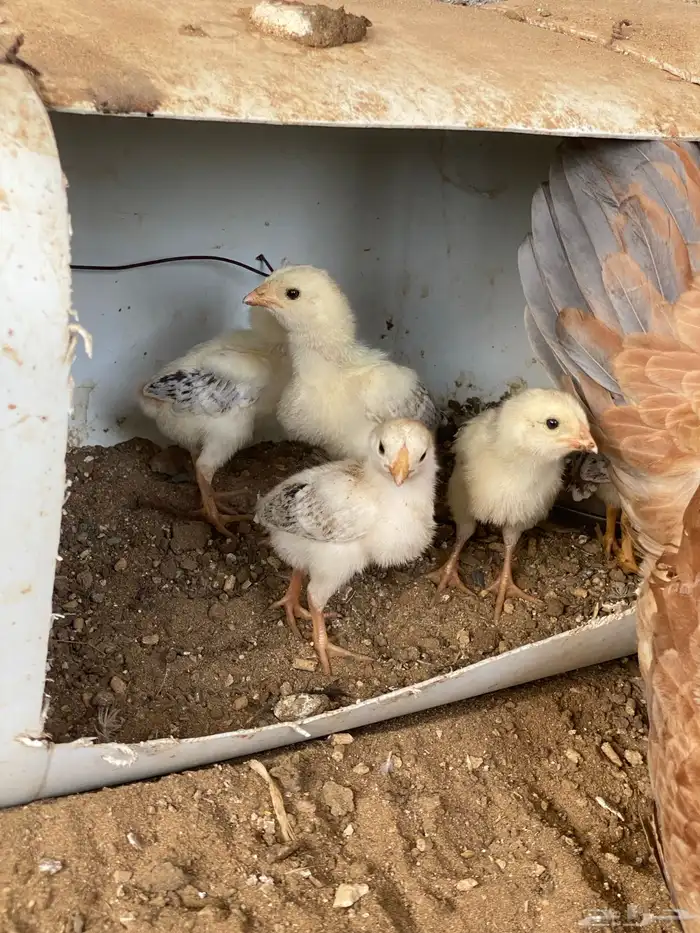 دجاج باكستاني 2