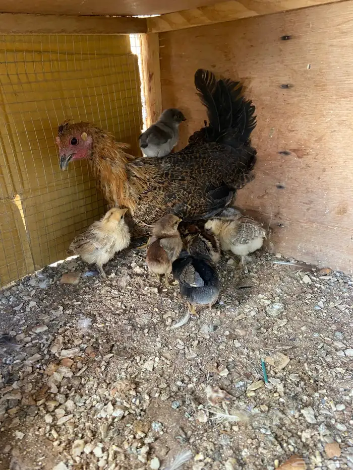 دجاج للبيع 1