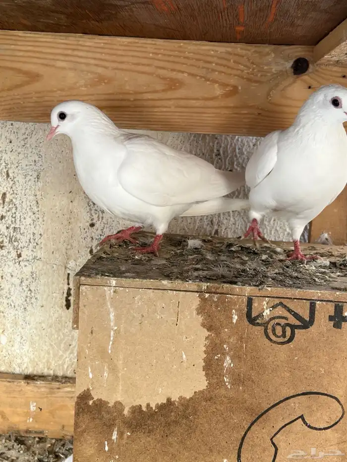 للبيع حمام صنعاني 4