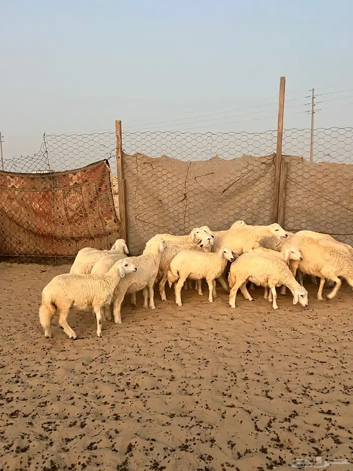 20 خروف ورخل 1