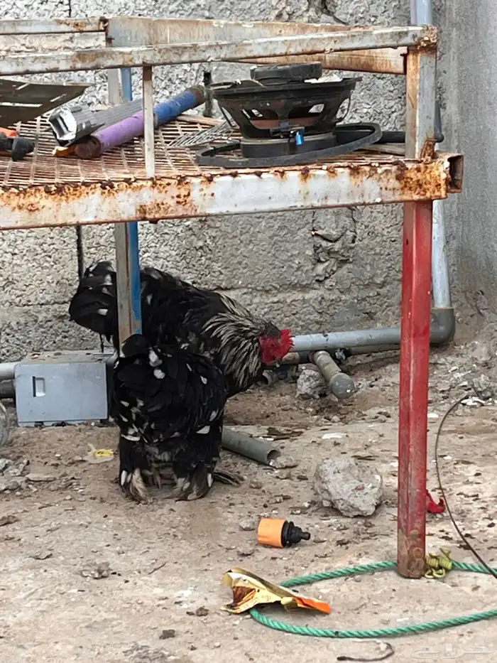 دجاج للبيع او البدل ببراهما 0