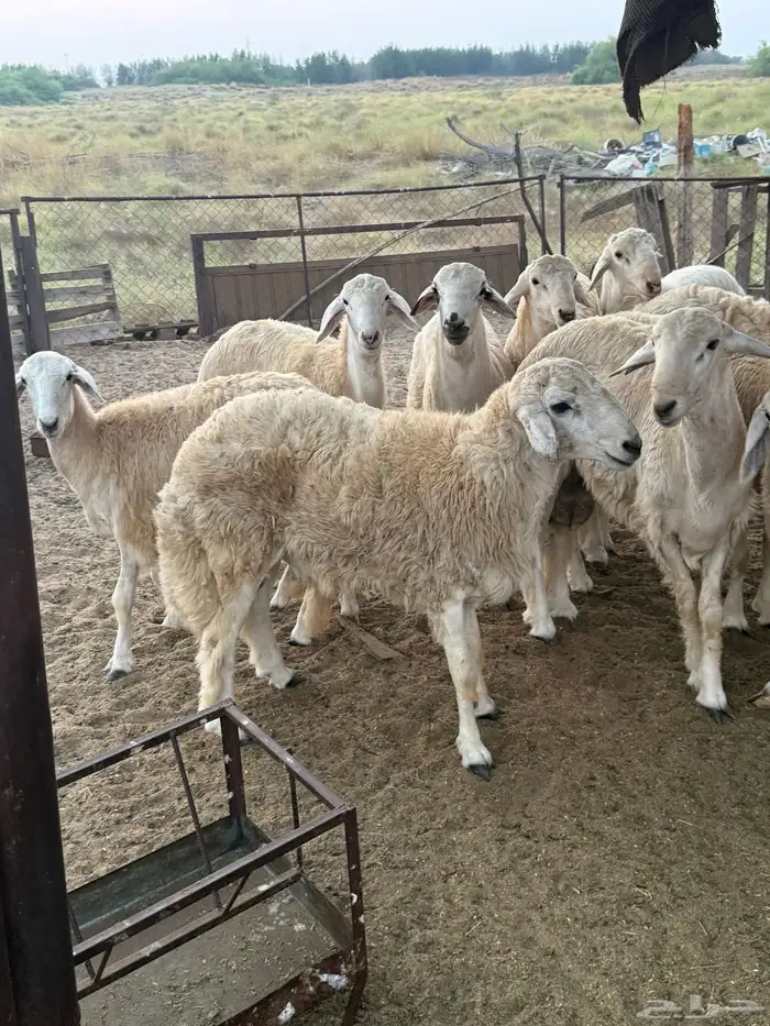 طليان حرية 2