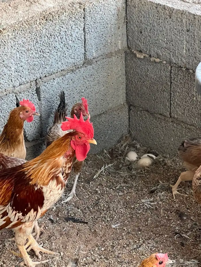 دجاج بلدي بياض 1