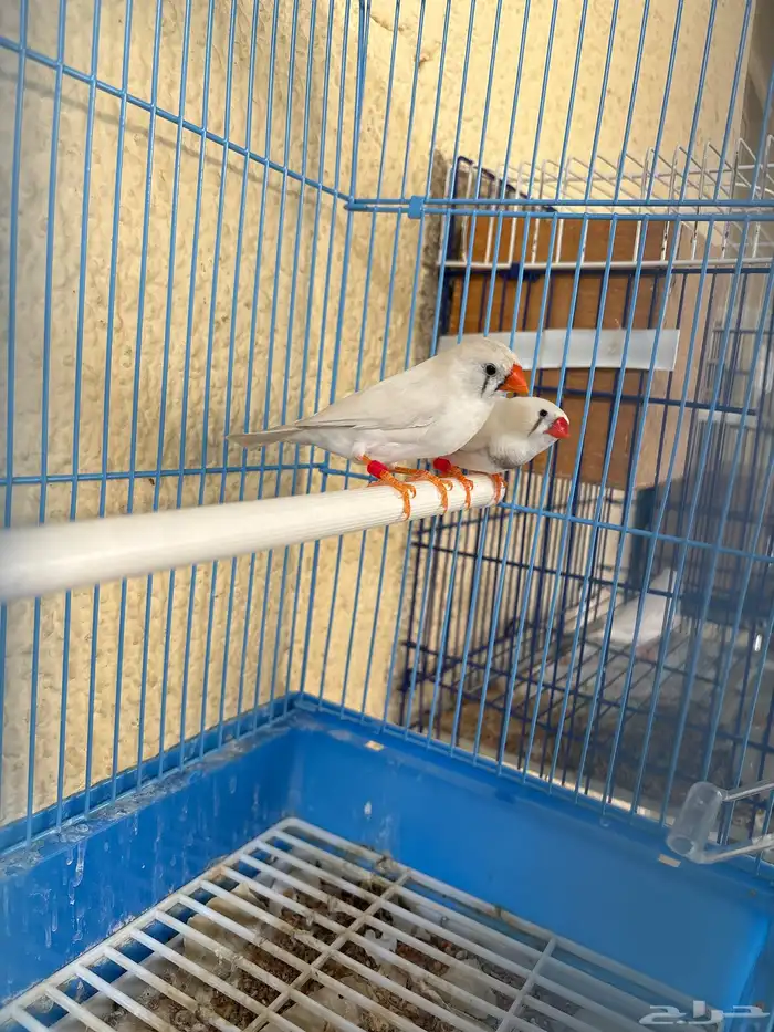 للبيع زوج زيبرا 0