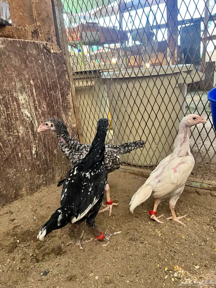 فروخ شامو الماني دم هزاز 4