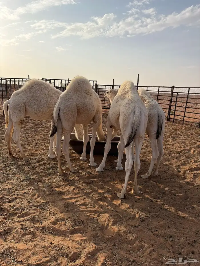 للبيع قعدان 0