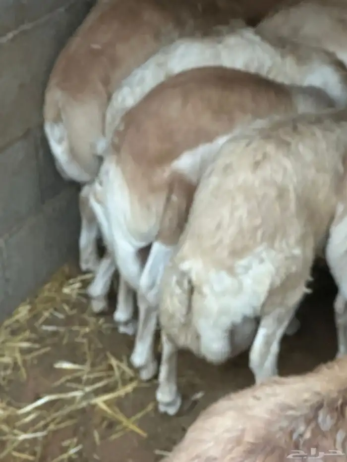 برابر ورفيديات مرابي 67