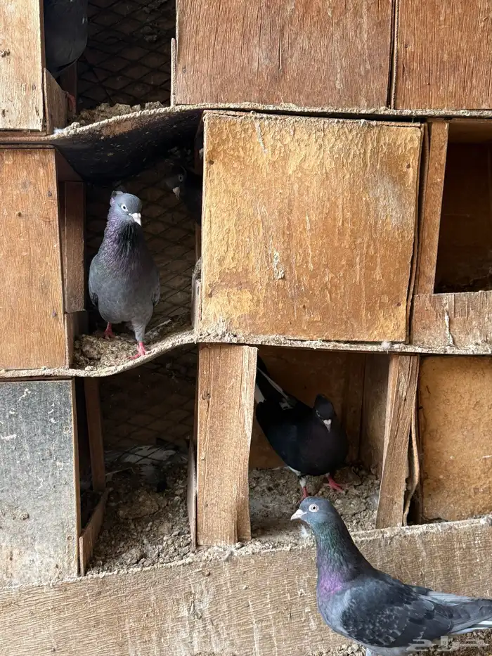 حمام قطايف 1