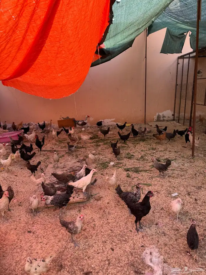 دجاج للبيع 1