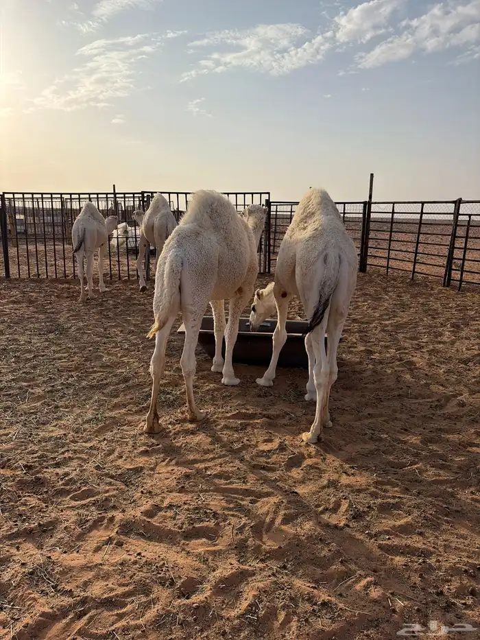 للبيع قعدان 1