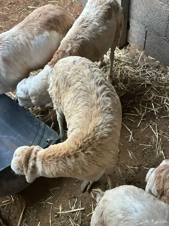 برابر ورفيديات مرابي 38