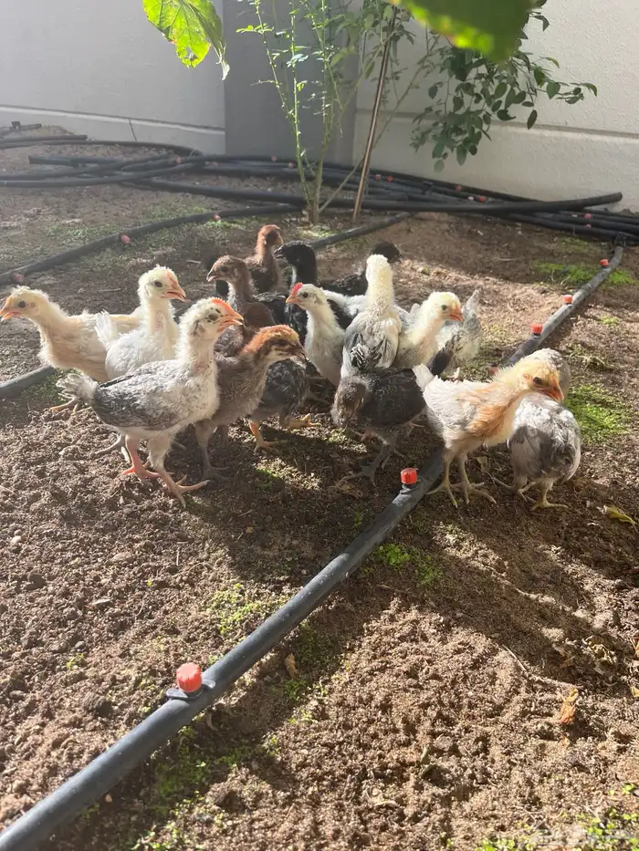 صوص بلدي وفيومي .. تم البيع 0