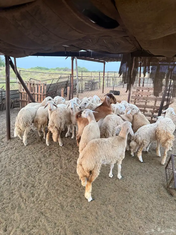 طليان حرية 4